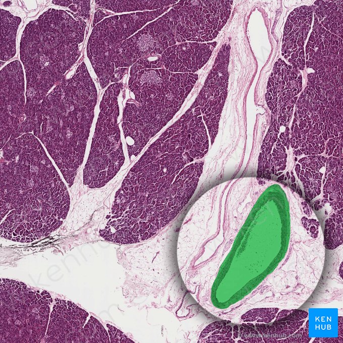 Ramas pancreáticas de la arteria esplénica (Rami pancreatici arteriae splenicae); Imagen: 