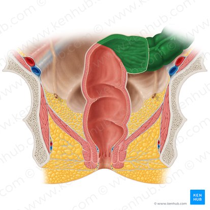 Sigmoid colon (Colon sigmoideum); Image: Samantha Zimmerman
