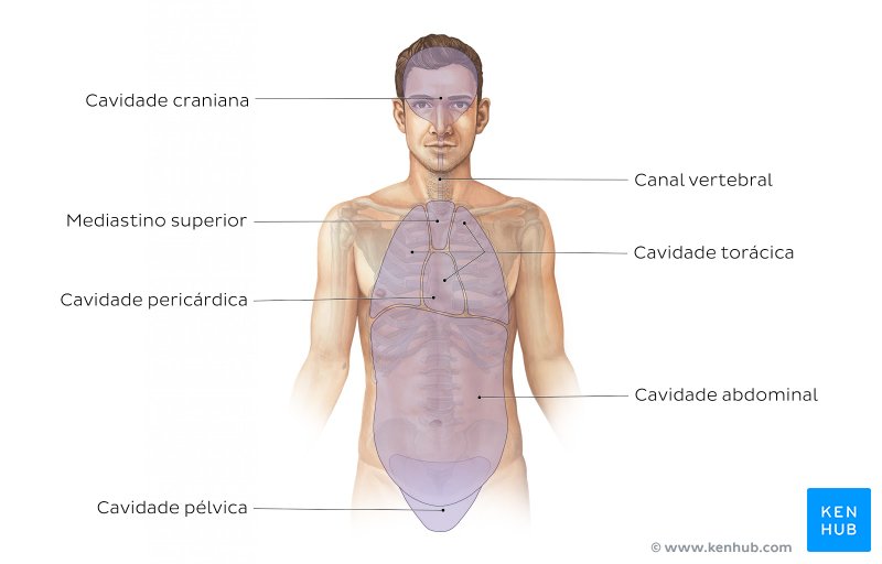 Cavidades do corpo humano - vista anterior