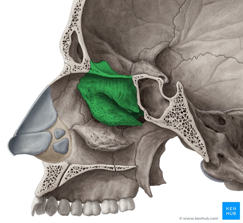 Ethmoid sales