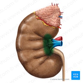 Hilum of kidney (Hilum renis); Image: Irina Münstermann