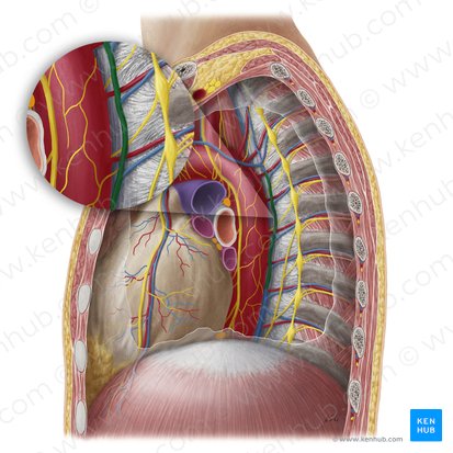 Accessory hemiazygos vein (Vena hemiazygos accessoria); Image: Yousun Koh