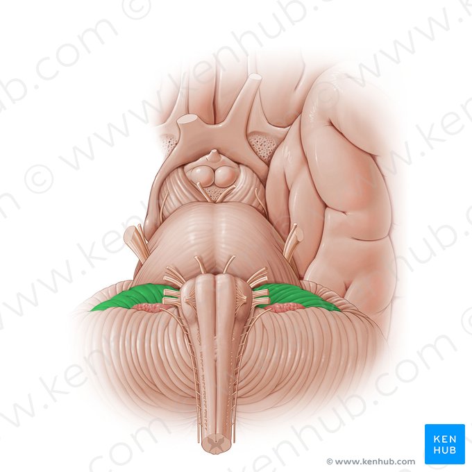 Flocculus; Image : Paul Kim