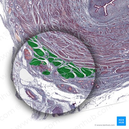 Musculus circularis (Ringmuskulatur); Bild: 