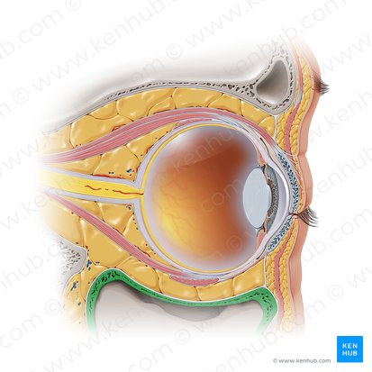 Assoalho orbitário (Paries inferior cavitatis orbitalis); Imagem: Paul Kim