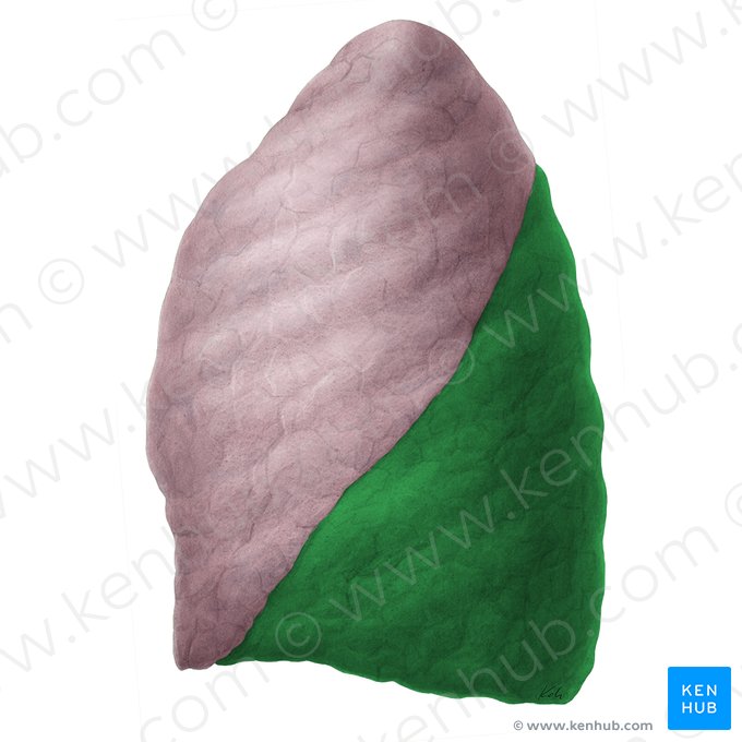 Inferior lobe of lung (Lobus inferior pulmonis); Image: Yousun Koh