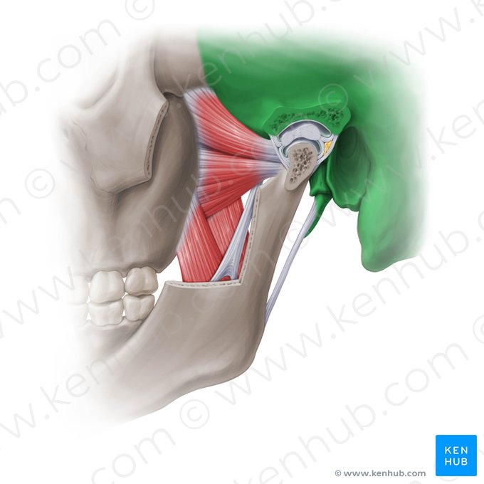 Temporal bone (Os temporale); Image: Paul Kim