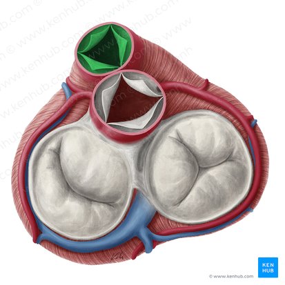 Valva pulmonar (Valva trunci pulmonalis); Imagem: Yousun Koh