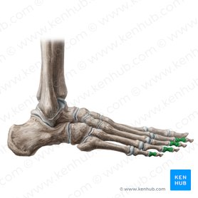 Falanges medias del 2º-5º dedo del pie (Phalanges mediae digitorum pedis 2-5); Imagen: Liene Znotina