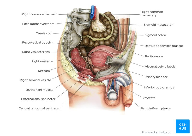 Male pelvis and perineum