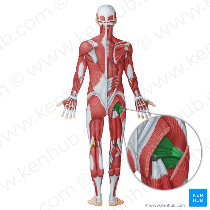 Músculos rotadores internos de la cadera (Musculi interni coxae); Imagen: Irina Münstermann