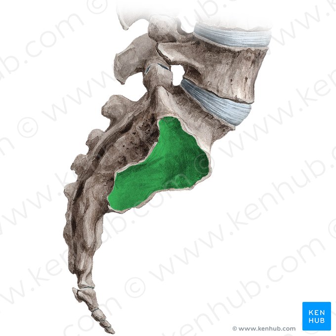 Auricular surface of sacrum (Facies auricularis ossis sacri); Image: Irina Münstermann