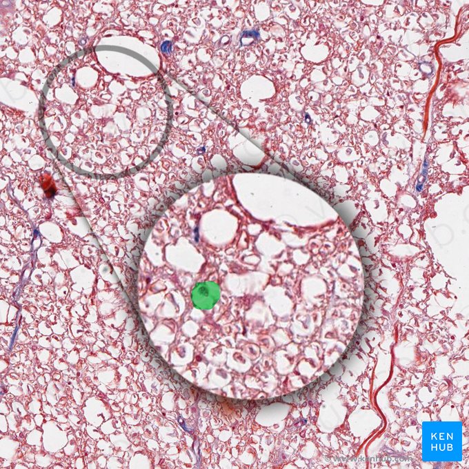 Axón mielínico (Axon myelinatum); Imagen: 