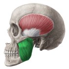 Músculo masseter