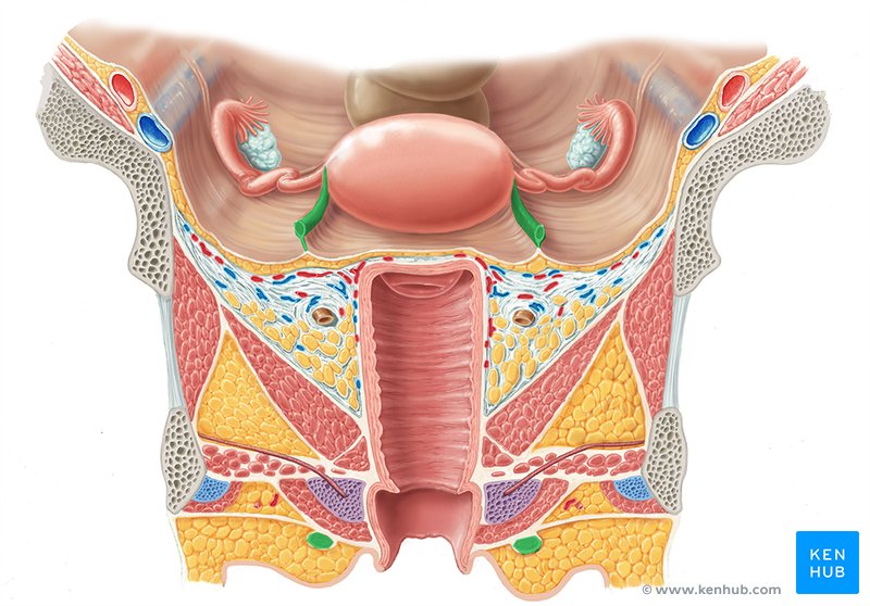 Round ligament of uterus - ventral view