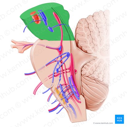 Mesencéfalo (Mesencephalon); Imagen: Paul Kim