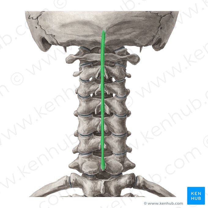 Nuchal ligament (Ligamentum nuchae); Image: Yousun Koh