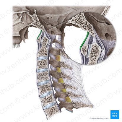 Anterior atlantooccipital membrane (Membrana atlantooccipitalis anterior); Image: Liene Znotina