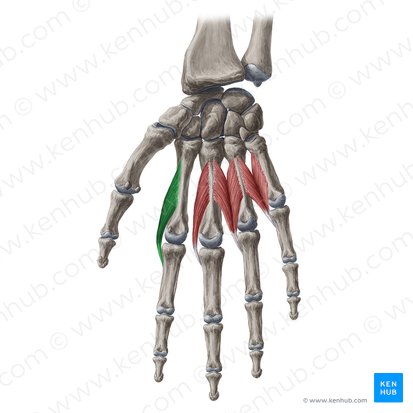 1st lumbrical muscle of hand (Musculus lumbricalis 1 manus); Image: Yousun Koh