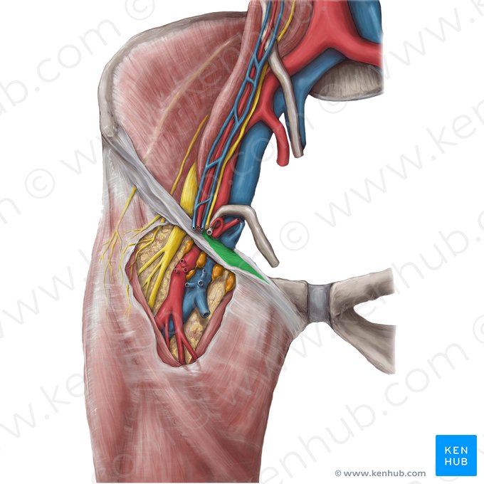 Ligamento lacunar (Ligamentum lacunare); Imagem: Hannah Ely