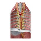 Nerves of the esophagus