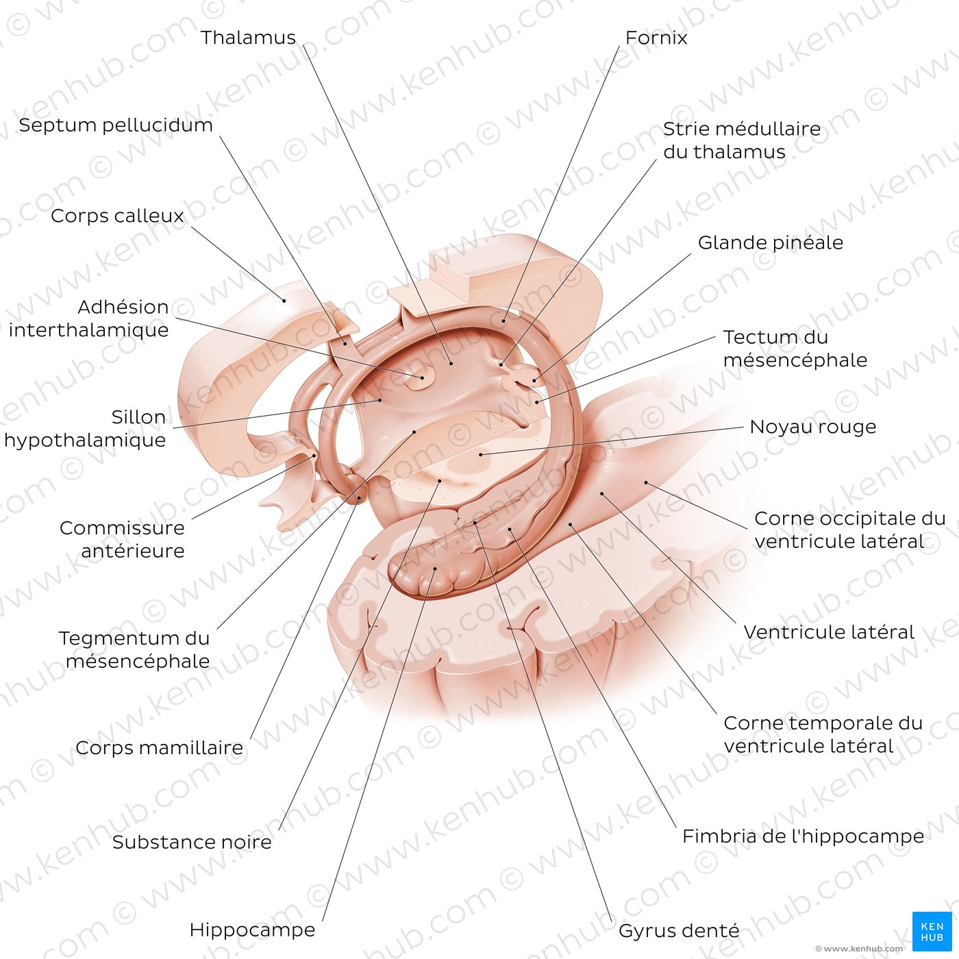 Hippocampus and fornix