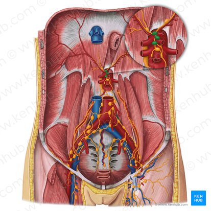 Celiac lymph nodes (Nodi lymphoidei coeliaci); Image: Irina Münstermann