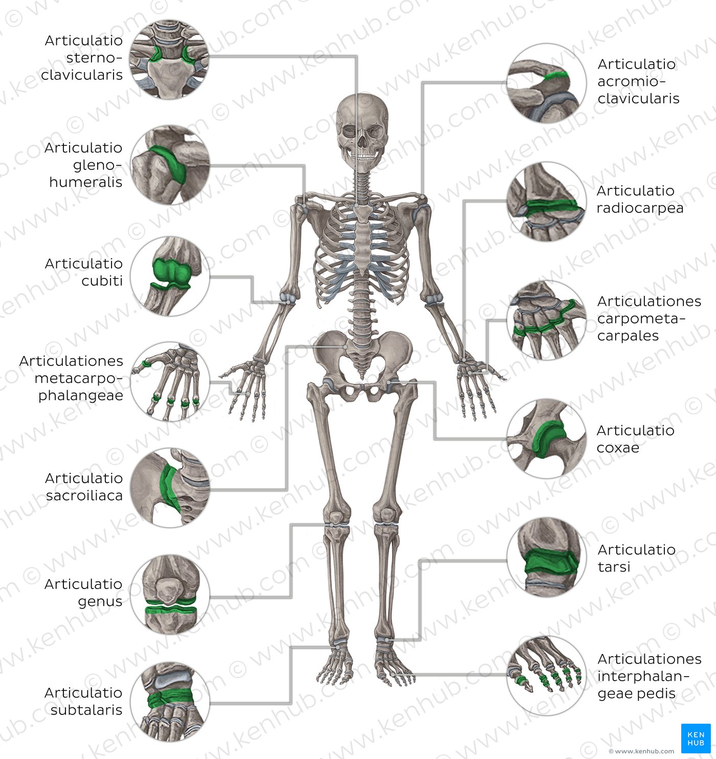 Grundlagen der Anatomie - Überblick | Kenhub