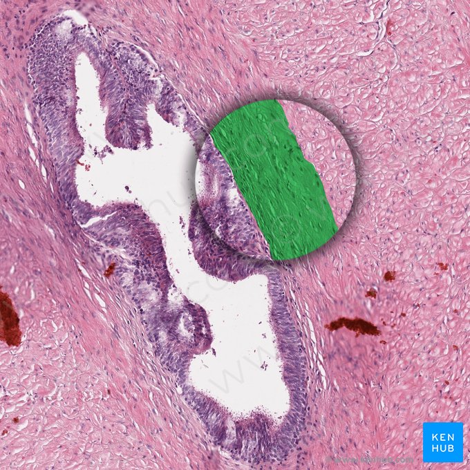 Camada longitudinal interna de músculo liso (Stratum internum longitudinalis tunicae muscularis); Imagem: 