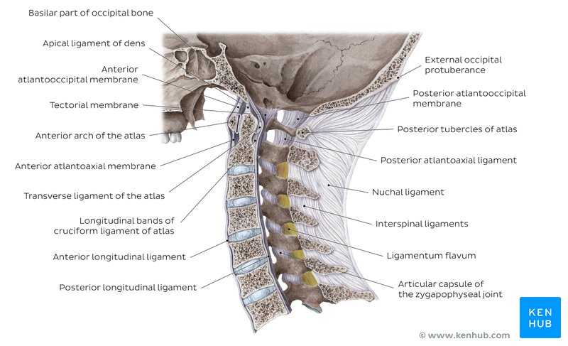 Craniovertebral joints and ligaments: sagittal view