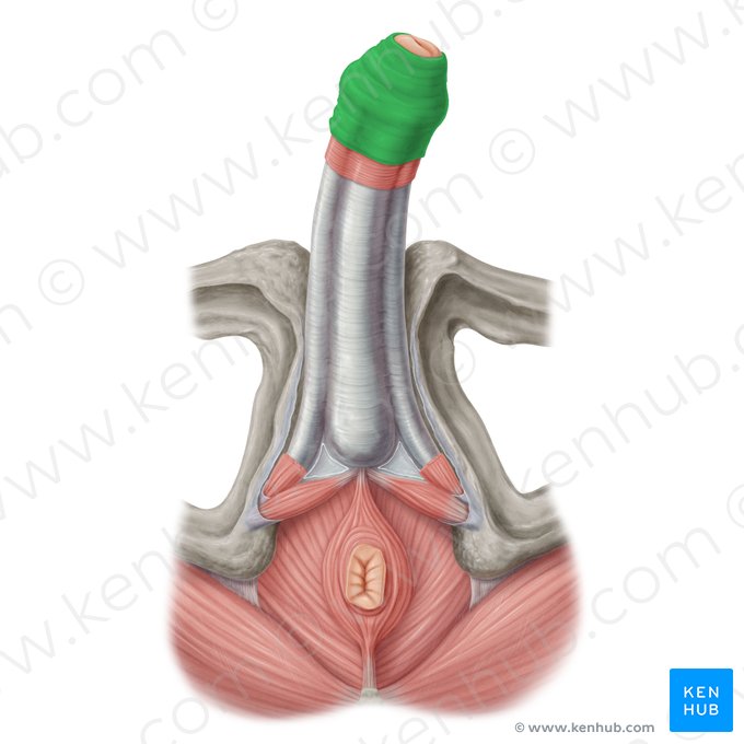 Prepuce of penis (Preputium penis); Image: Samantha Zimmerman