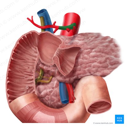 Common hepatic artery (Arteria hepatica communis); Image: Begoña Rodriguez