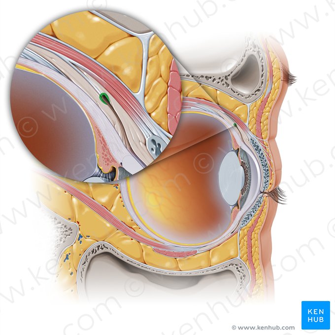 Fondo de saco conjuntival superior (Fornix superior conjunctivae); Imagen: Paul Kim