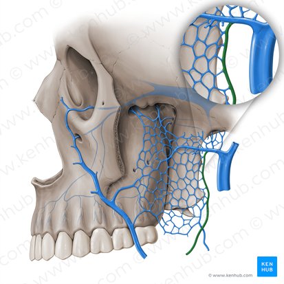 Veia alveolar inferior (Vena alveolaris inferior); Imagem: Paul Kim