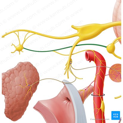 Greater petrosal nerve (Nervus petrosus major); Image: Paul Kim