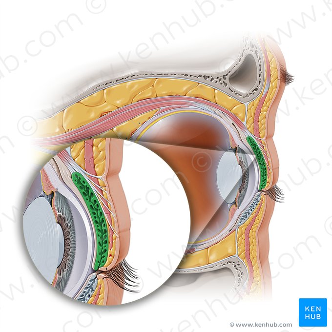 Tarso superior da pálpebra (Tarsus superior palpebrae); Imagem: Paul Kim