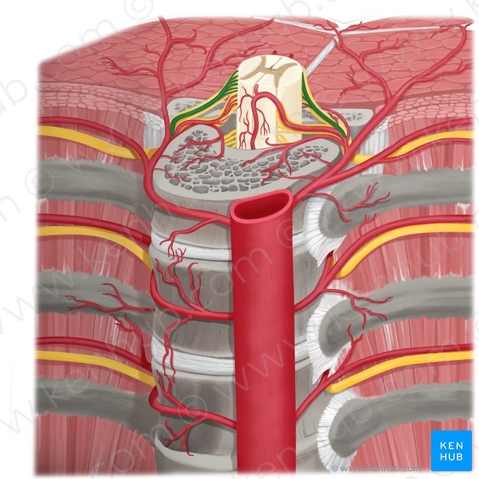 Artère radiculaire postérieure (Arteria radicularis posterior); Image : Rebecca Betts