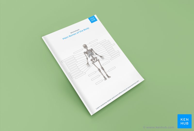 Test your knowledge of the main bones of the body with our unlabeled diagram (download below)