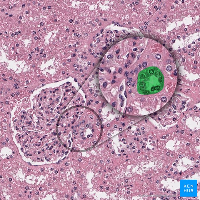 Túbulo contorneado distal (Pars convoluta tubuli distalis); Imagen: 