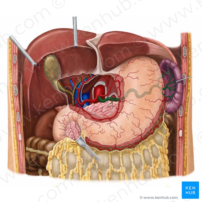 Splenic artery (Arteria splenica); Image: Irina Münstermann