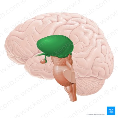 Diencephalon; Image: Paul Kim