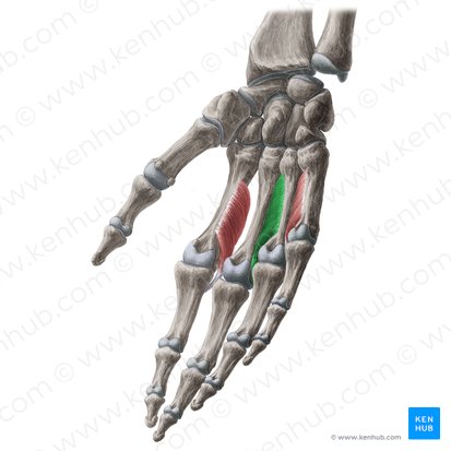 2.º músculo interósseo palmar (Musculus interosseus palmaris 2); Imagem: Yousun Koh