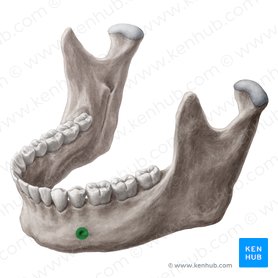 Foramen mentoniano de la mandíbula (Foramen mentale mandibulae); Imagen: Yousun Koh
