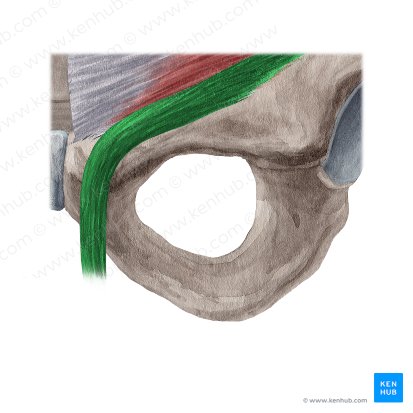Cremaster muscle (Musculus cremaster); Image: Yousun Koh