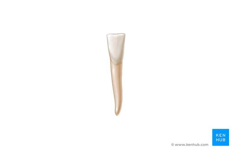 Labiobuccal view of a mandibular central incisor 