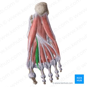 1st lumbrical muscle of foot (Musculus lumbricalis 1 pedis); Image: Liene Znotina