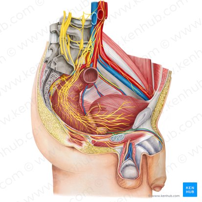 Nervios cavernosos del pene (Nervi cavernosi penis); Imagen: Irina Münstermann