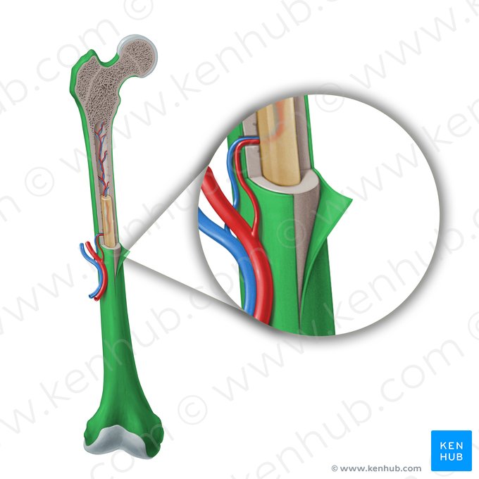 Periosteum; Image: Paul Kim