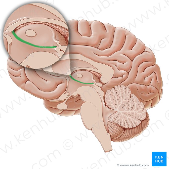 Surco hipotalámico (Sulcus hypothalamicus); Imagen: Paul Kim