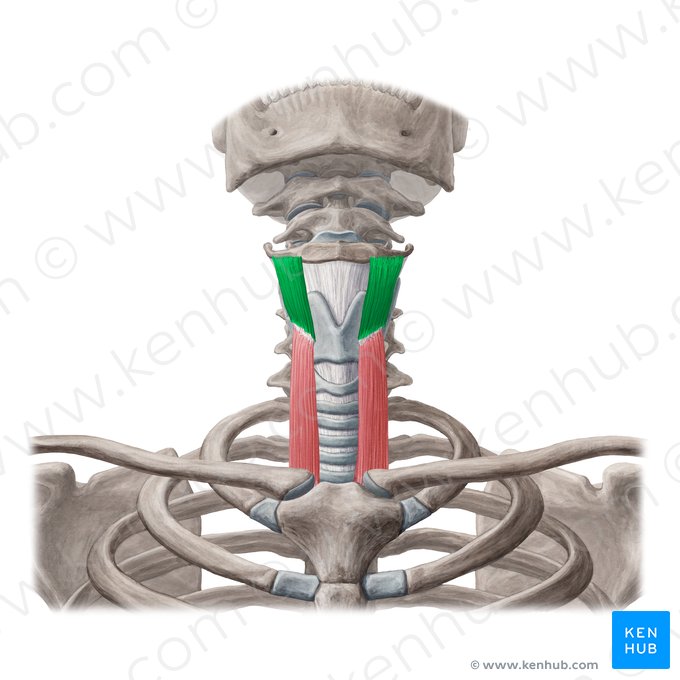 Músculo tirohioideo (Musculus thyrohyoideus); Imagen: Yousun Koh